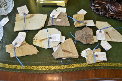 Selection of fossils