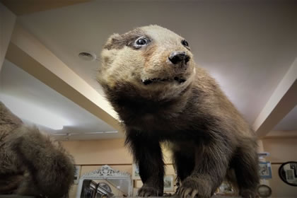 Mounted taxidermy badger