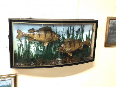 Pair of cased perch