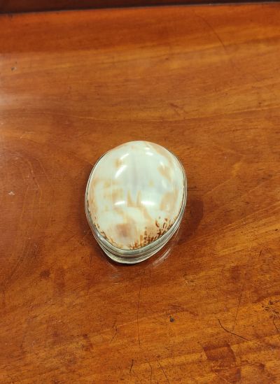 Silver mounted / shell snuff box