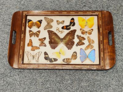 Butterfly framed mahogany tray