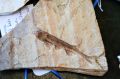 Selection of fossils Thumbnail 2