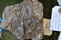 Selection of fossils Thumbnail 3