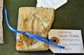 Selection of fossils Thumbnail 4