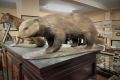 Mounted taxidermy badger Thumbnail 2