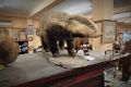 Mounted taxidermy badger Thumbnail 3