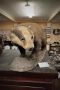 Mounted taxidermy badger Thumbnail 4