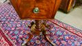 A 19th century mahogany tea-poy  Thumbnail 3