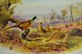 Royal worcester plate Thumbnail 2