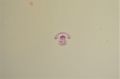Royal worcester plate Thumbnail 3