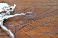 Silver sugar tongs Thumbnail 4