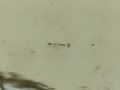 Pair of chinese silver bowls Thumbnail 3