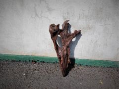 Old drift wood Thumbnail 3
