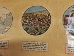 Old tea history chart Thumbnail 3