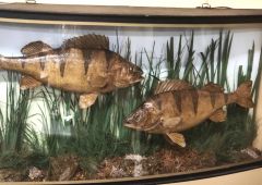 Pair of cased perch Thumbnail 2