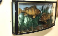 Pair of cased perch Thumbnail 3