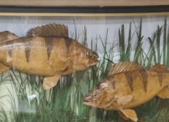 Pair of cased perch Thumbnail 4