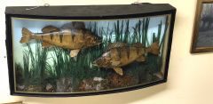 Pair of cased perch Thumbnail 3
