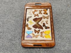 Butterfly framed mahogany tray Thumbnail 2