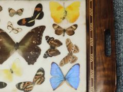 Butterfly framed mahogany tray Thumbnail 3