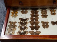 Antique specimen cabinet Thumbnail 3