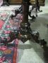 Victorian rosewood card table  Thumbnail 3